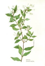 Image result for Bouvardia longiflora