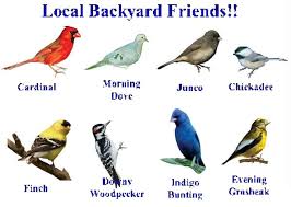 Birds Of Northern Illinois October 2011 World Birds Backyard Birds Common Birds