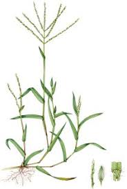 Image result for Digitaria nuda