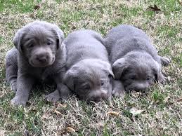 These cuties were born on the 10th of november, have had their dewclaws removed and will receive their first shots and deworming just before christmas. Silver Lab Puppies For Sale By Breeders At Silver And Charcoal Kennels