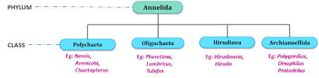 Phylum Annelida General Characters And Classification