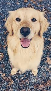 Old Whiskey Tired Bones Animali Carini Animali Ritratti Di Cani