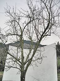 Image result for pruning plum trees
