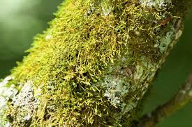 Image result for Trisetopsis milanjianum