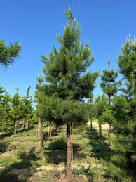 Image result for Pinus