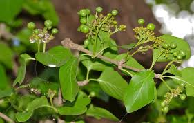 Image result for Canthium