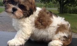 Teddy bear puppies price 300 for sale in menasha. Ready To Go Teddy Bear Puppies For Sale In Manitowoc Wisconsin Animals Nstuff
