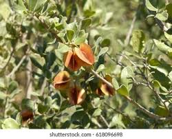 Image result for Combretum hereroense
