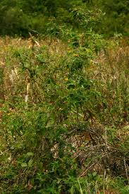 Image result for Aspilia mossambicensis