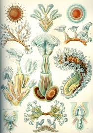Image result for Phyllorachis