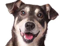 17 dogs found new homes in 2 days