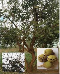 Image result for Thespesia garckeana