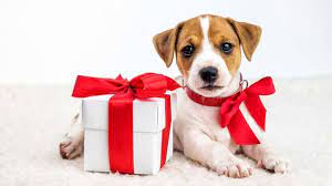 Migliaia di nuove immagini di alta qualità aggiunte ogni giorno. Regali Di Natale Per Cani 10 Idee Sfiziose Da Non Perdere