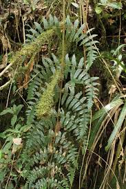 Image result for Blotiella