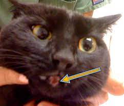 In some cases, it can affect more than one bone. Feline Eosinophilic Granuloma Complex Virtuavet