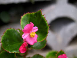 Image result for Begonia meyeri-johannis
