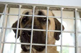 Gegen bullen gezüchtet, ausgebildet und eingesetzt wurden. Beissattacke Auf Passantin So Gefahrlich Sind Kangal Hunde Baden Wurttemberg Stuttgarter Nachrichten