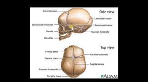 Plagiocephaly Physiopedia