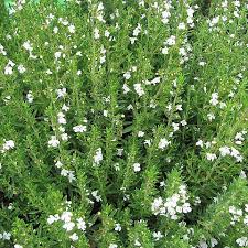 Image result for Satureja