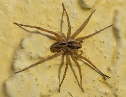 Large Spider Florida Jpg 560 433 Pixels Large Spiders Spider Nature Study