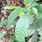 Image result for Rauvolfia mannii