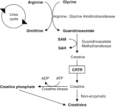 Creatine Phosphate Pathway Google Search Arginine Creatine Urea Cycle