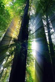 We did not find results for: Wallpaper Redwood Forest Trees Sunlight 1920x1200 Hd Picture Image