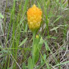 Image result for Polygala luteoviridis
