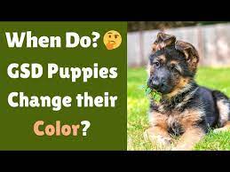 Do Puppies Change Colors 2022 The Dog Visitor