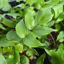 Image result for Chlorophytum macrophyllum