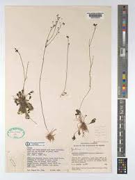 Image result for Genlisea margaretae