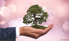 Bonsai Trees Cultivation And Care An Overview