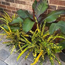 Image result for Croton scheffleri