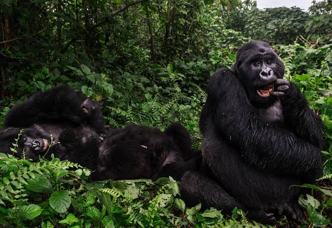 Silverback gorilla close up in Rwanda's Virunga mountains