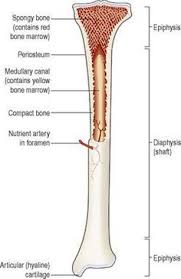 The diaphysis and the epiphysis. The Musculoskeletal System Ross And Wilson Anatomy And Physiology In Health And Illness 11e