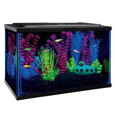 Glo Fish Starter Kit Aquarium Aquariums Petsmart Fish Aquarium Decorations Glofish Glow Fish