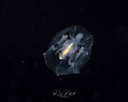 Image result for Amphiasma