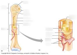 Identify the structure labeled as 2 Long Bone Anatomy Diagram Diagram Quizlet
