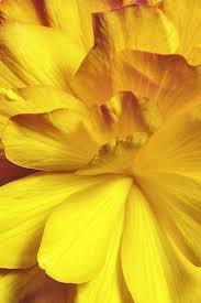 Despues De Cierta Edad Cada Hombre Es Responsable De Su Rostro Albert Camus Esthetique Jaune Jaune Esthetique Jaune Pastel