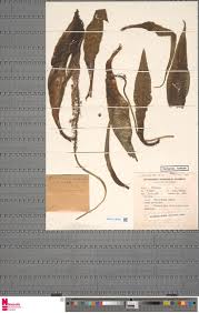 Image result for Brachyachne patentiflora