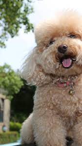 Toy Poodle Puppies For Sale Near Me Tiny Toy Poodle Breeders Toy Poodle Puppies Poodle Puppy Poodle Puppies For Sale