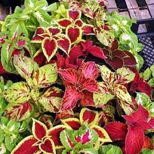 In this study, a detailed phytochemical investigation of the secondary metabolites of coleus forskohlii. How Fast Do Coleus Plants Grow Quora