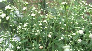 Image result for Parthenium
