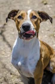 Meet Playful Petunia At Our Townsville Rspca Centre She S Been In Our Care For 100 Days And We Would Love If She Found Her Fure Dogs Adoption Animal Rescue