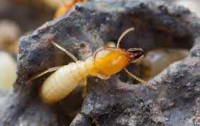 Lisateavet wise choice pest control kohta leiate veebisaidilt www.wisechoicepc.com. When And Why Do Termites Swarm In Tennessee