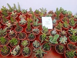 Revisa el estado de tus envíos. Suculentas Peru Mini Plantas Mini Macetas Home Facebook