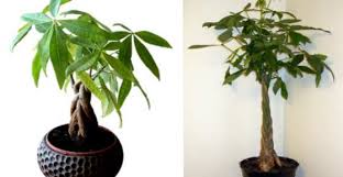 We did not find results for: Money Tree Plant Pachira Aquatica Care Types Pictures And More