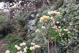 Image result for Sida chrysantha