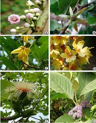 Image result for Gardenia resinifera