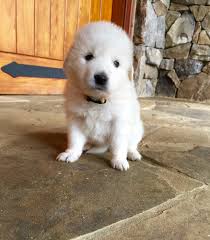 Maybe you would like to learn more about one of these? View Ad Maremma Sheepdog Litter Of Puppies For Sale Near Georgia Watkinsville Usa Adn 21550